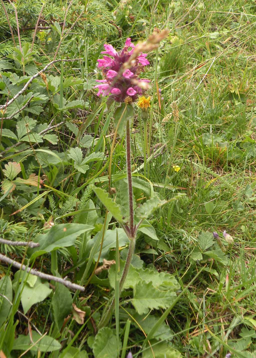 Betonica hirsuta (=Stachys pradica) / Betonica densiflora